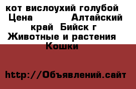 кот вислоухий голубой › Цена ­ 1 500 - Алтайский край, Бийск г. Животные и растения » Кошки   
